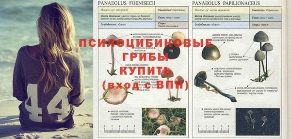 шишки Горно-Алтайск